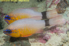 cardinalfish